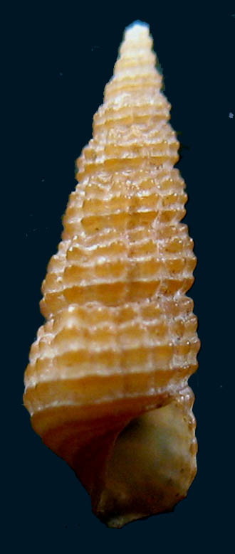 Cerithiidae: Gen. Bittium